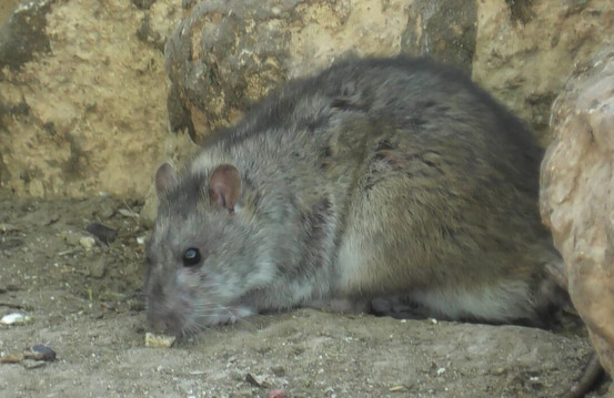 Melios Zoo-尼科西亚必去景点