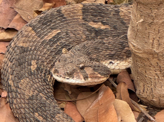 The Gambian Reptiles Farm-Kartong必去景点