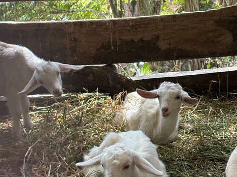 Rancho Nuovo Mundo-Alto Boquete必去景点