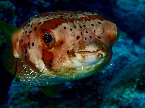 Wannadive Bonaire-Kralendijk必去景点