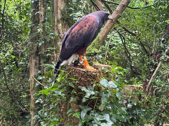 Ireland's School of Falconry-康镇必去景点
