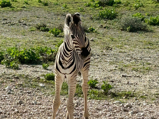 Africa's Best Adventures-开普敦必去景点