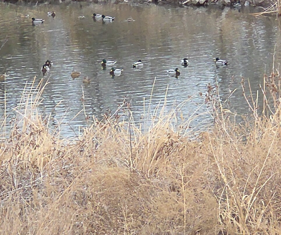 J. Kenneth Smith Bird Sanctuary & Nature Center-罗斯威尔必去景点
