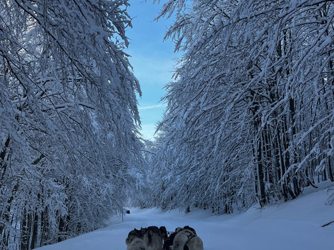 Njalla Mushing