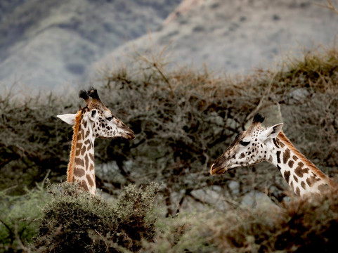 Rhythms of Nature-内罗毕必去景点