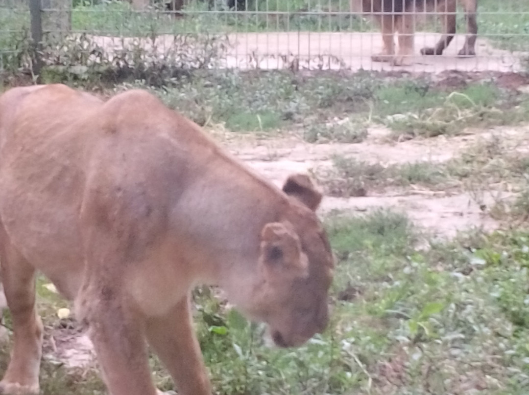Zoo De Santillana Del Mar-海边的散提亚拿必去景点