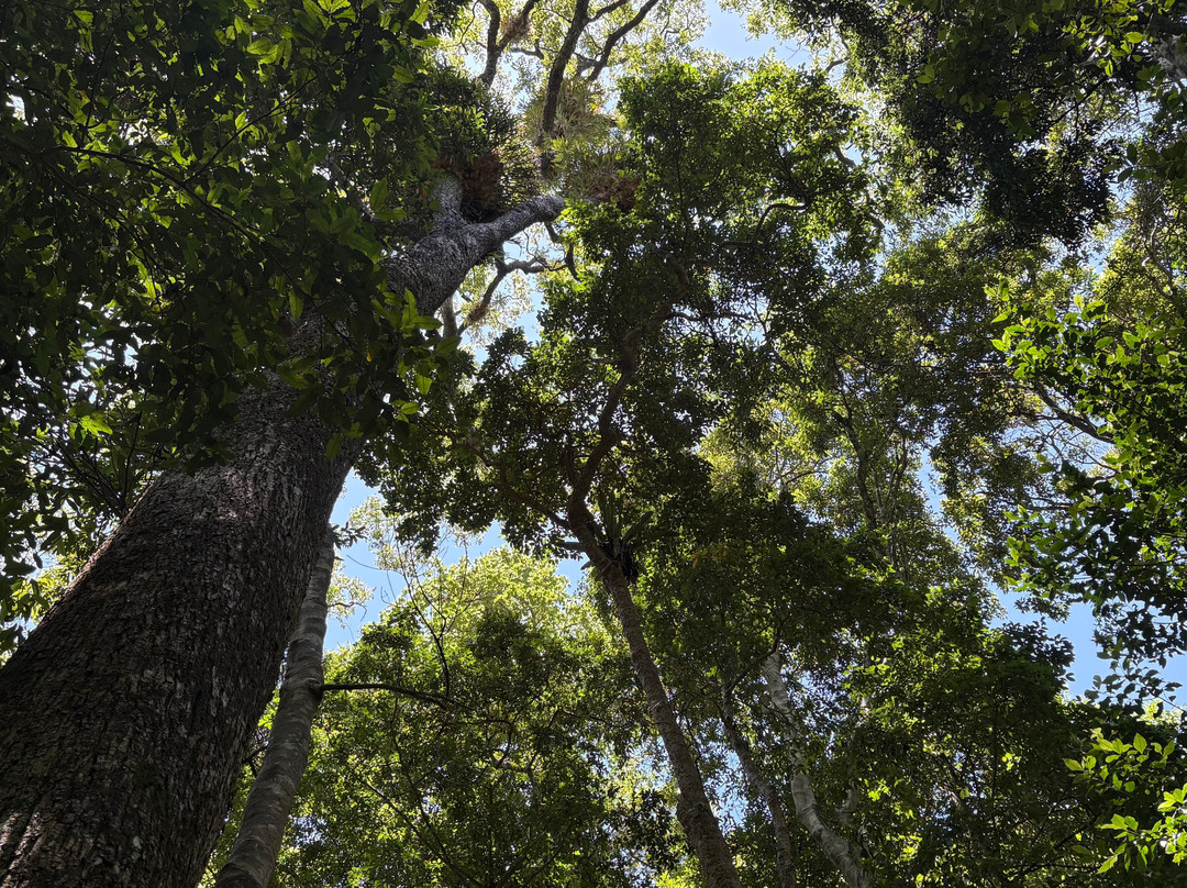 Minnamurra Falls-Jamberoo必去景点