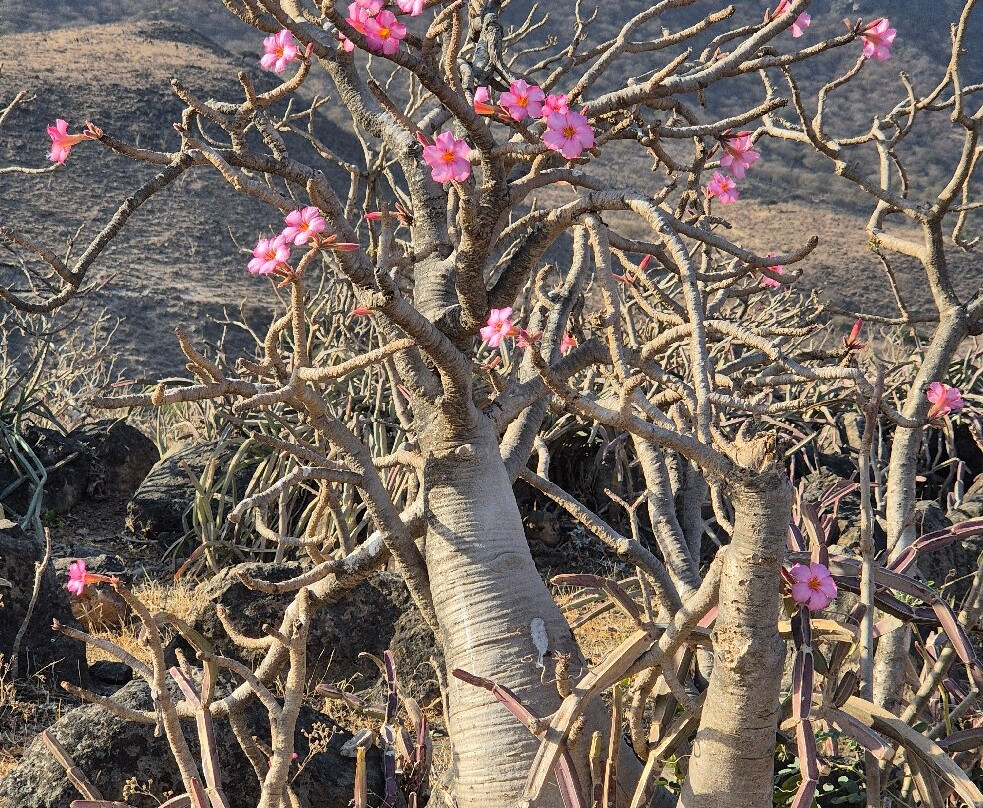 Salalah Premium Tours-塞拉莱必去景点
