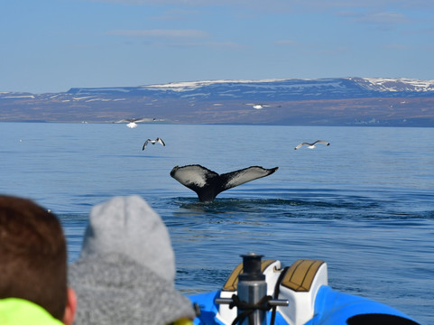 Gentle Giants Whale Watching-胡萨维克必去景点