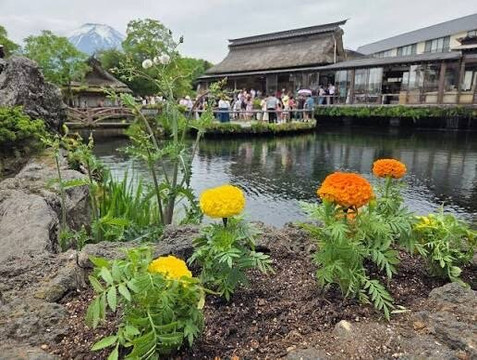 Waku Pond-忍野村必去景点