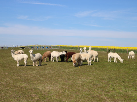 Cary Alpacas-约维尔必去景点