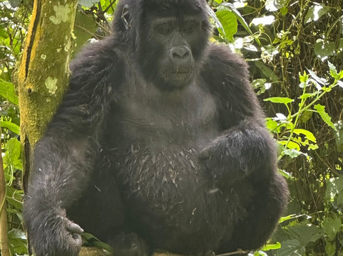 Ngoni Safaris Uganda-坎帕拉必去景点