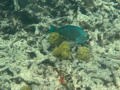 1000 Steps-博奈尔岛必去景点