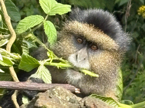 Gorilla and Adventure Safaris-Wakiso必去景点