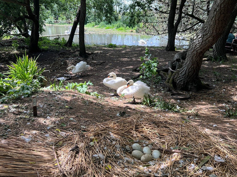 Abbotsbury Swannery-Abbotsbury必去景点