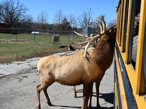 Wild Animal Safari-Strafford必去景点