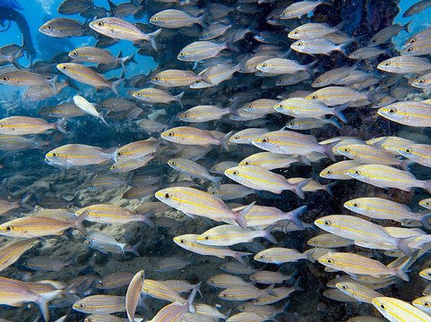 Admiralty Dive Center-夏洛特阿马利亚必去景点