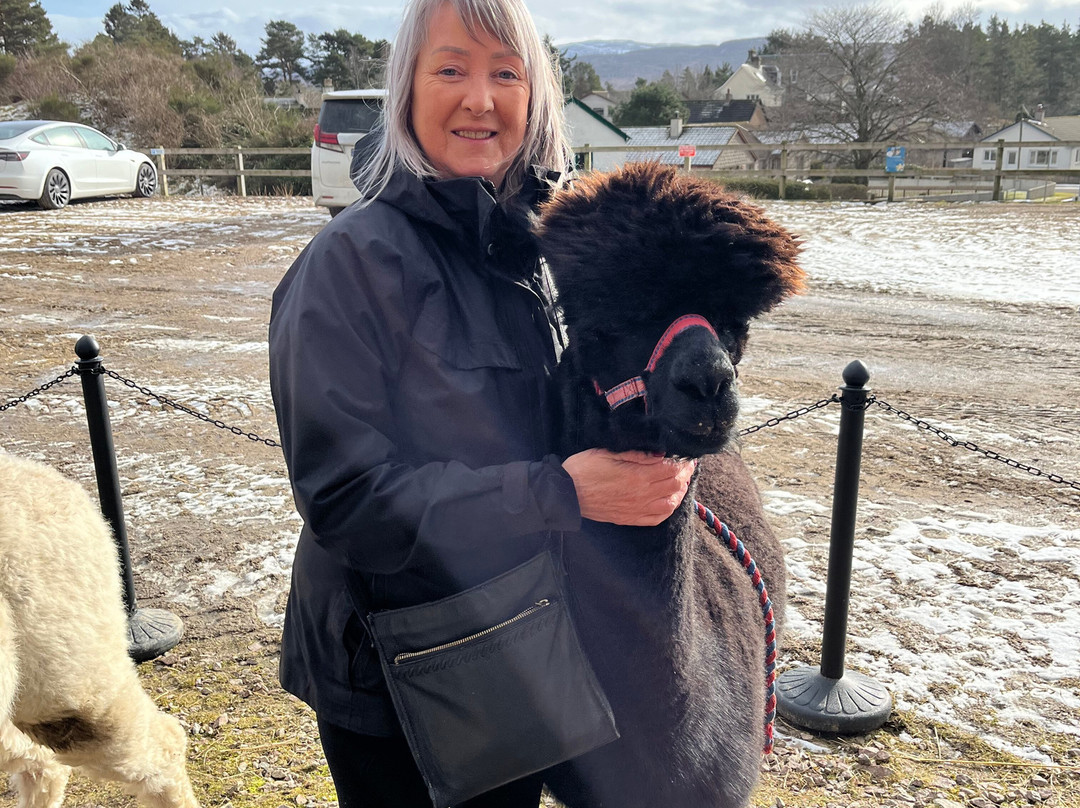 Cairngorm Alpacas-Newtonmore必去景点