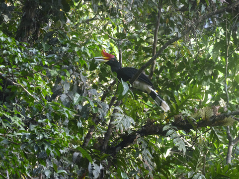 1StopBorneo Wildlife-斗湖必去景点