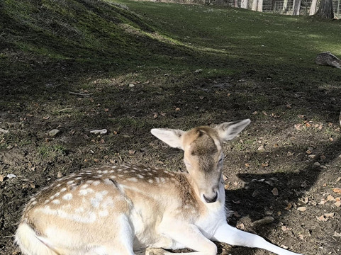 Parc Animalier De La Grande-Jeanne-安纳西必去景点