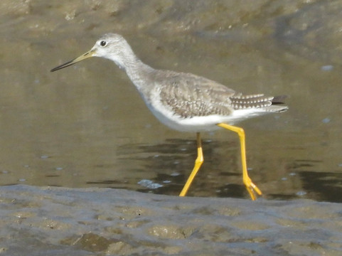 尼斯阔利国家野生动物保护区-奥林匹亚必去景点