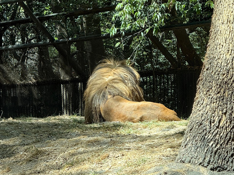Zoológico de Chapultepec-墨西哥城必去景点