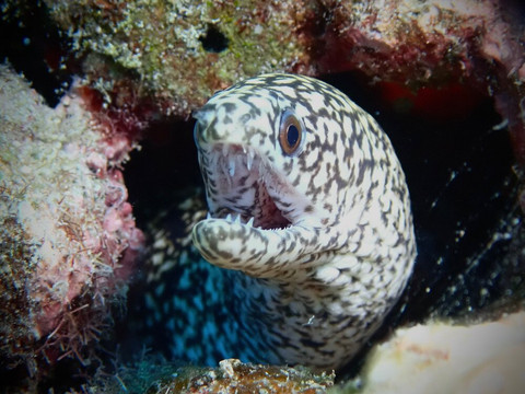 Maui Diamond Sea Sports-玛阿拉也亚必去景点