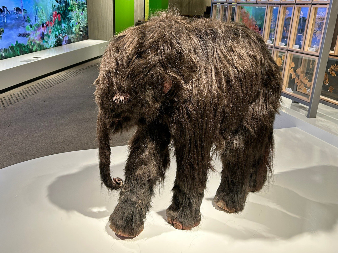 Neanderthal Museum-Mettmann必去景点