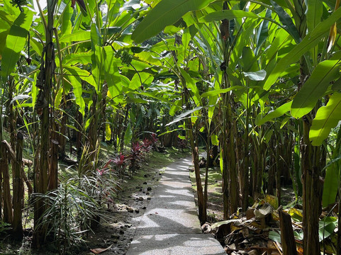 Banana Museum (Le Musee de la Banane)-马提尼克必去景点