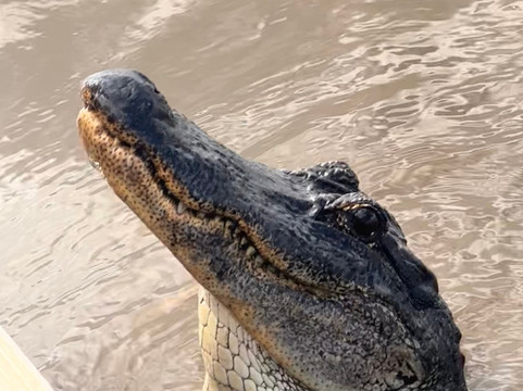 Ragin Cajun Airboat Tours-新奥尔良必去景点