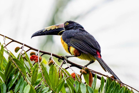 加勒比天堂生态旅馆主图