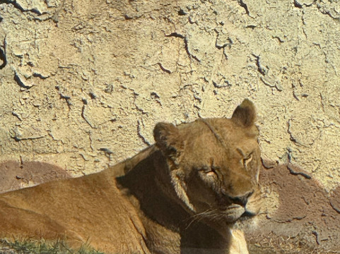 哥伦布动物园-Powell必去景点