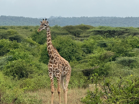 Tembo Wild-内罗毕必去景点