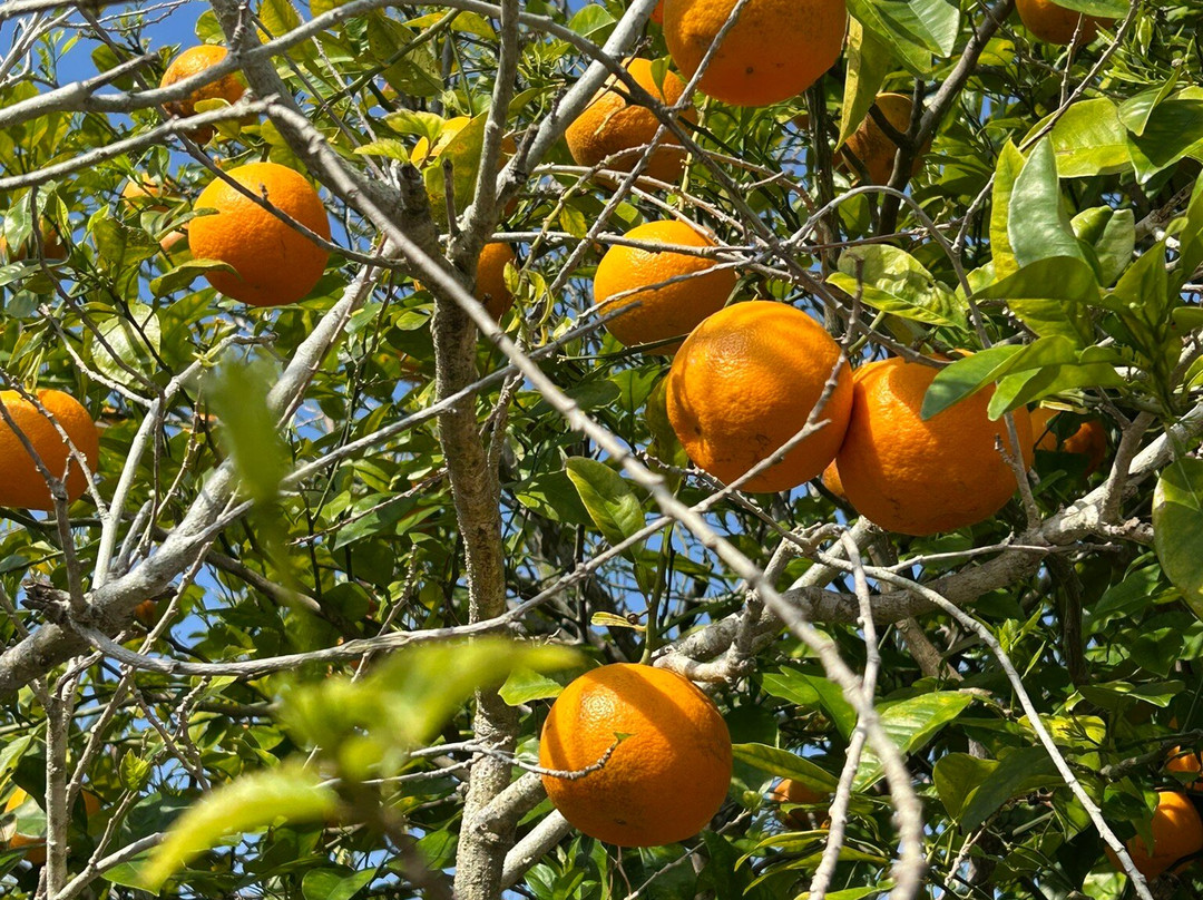 Shodon Deigo Trees-濑户内町必去景点