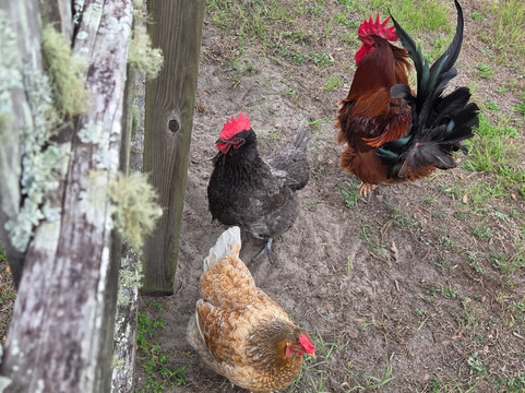 Pioneer Village at Shingle Creek-基西米必去景点