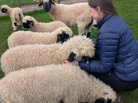 Cute Farm Experience-切普斯托必去景点