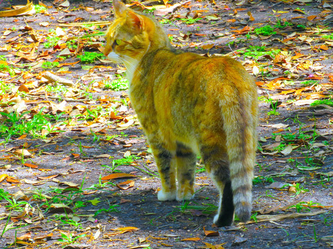 Nature Coast Botanical Gardens & Nursery-Spring Hill必去景点