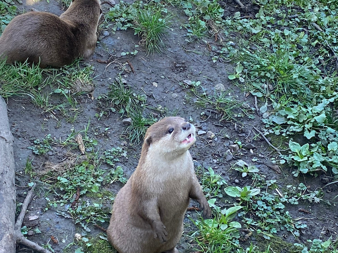Buckfast Butterfly Farm And Dartmoor Otter Sanctuary-Buckfastleigh必去景点