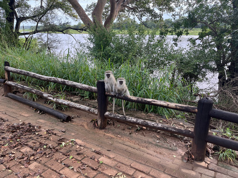 Nkuhlu Picnic Site-克鲁格国家公园必去景点