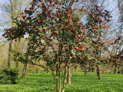 蒙扎公园-蒙扎必去景点