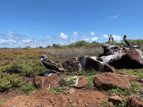 Cruise In Galapagos-阿约拉港必去景点