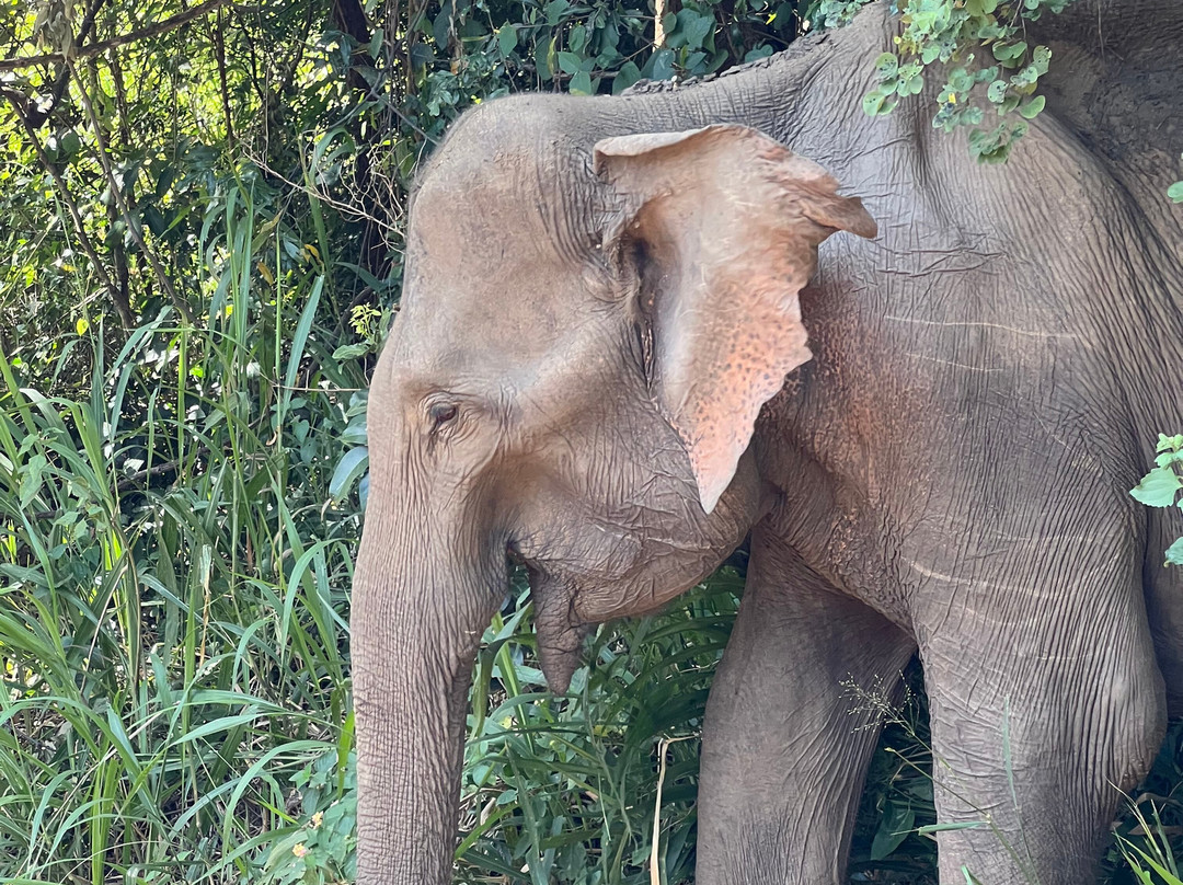 Jeep Safari With Gayan-锡吉里亚必去景点