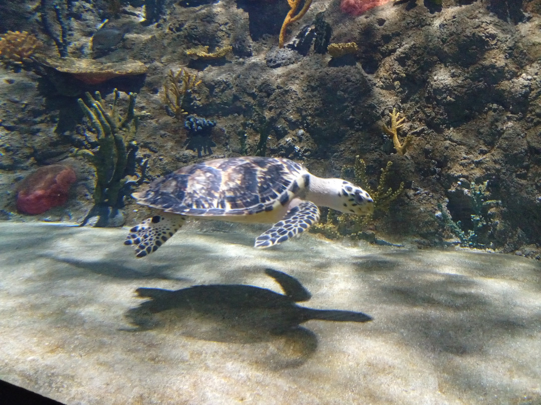Acuario Michin Puebla-普埃布拉必去景点