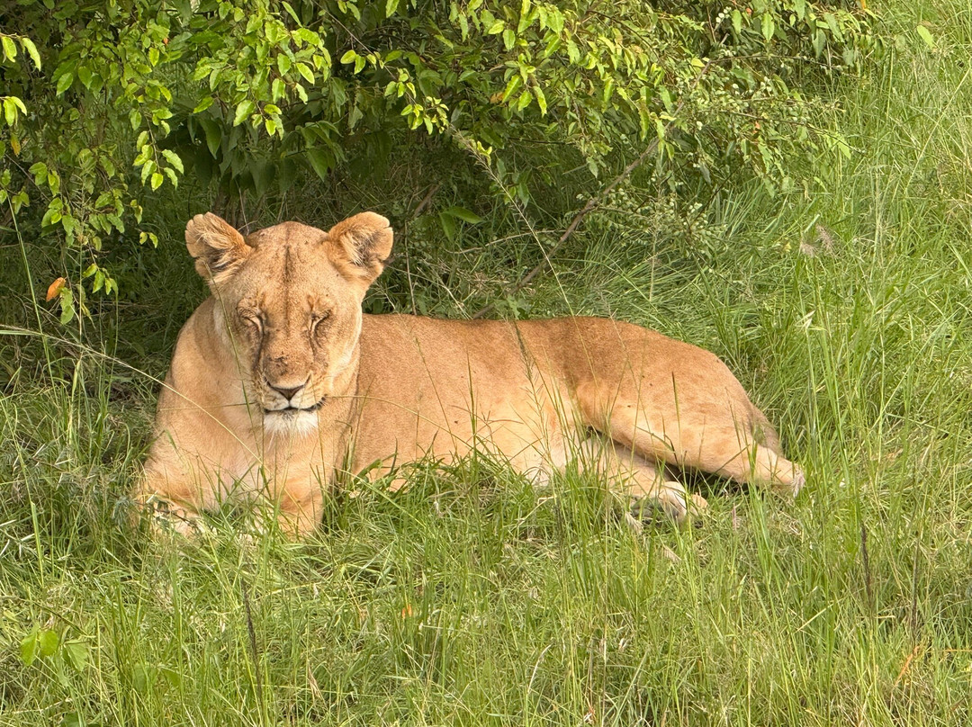 JT Safaris-迪亚尼必去景点