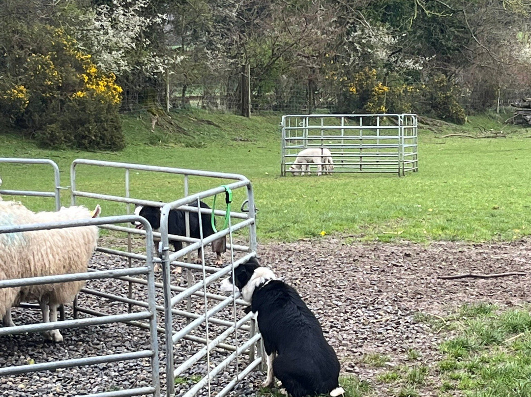 Irish Working Sheepdogs-基尔代尔郡必去景点