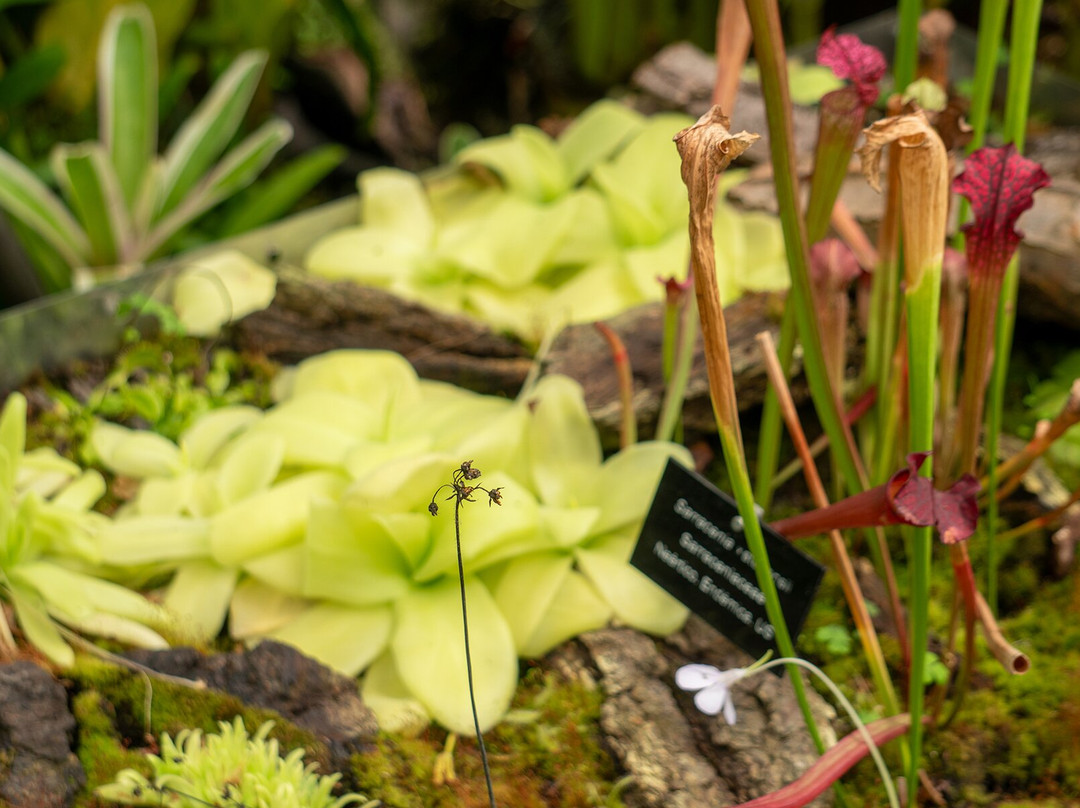 Jardín Botánico de Quito-基多必去景点