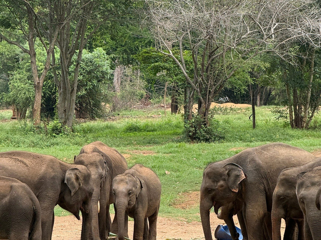 Yaara Tours Sri Lanka-Walahanduwa必去景点
