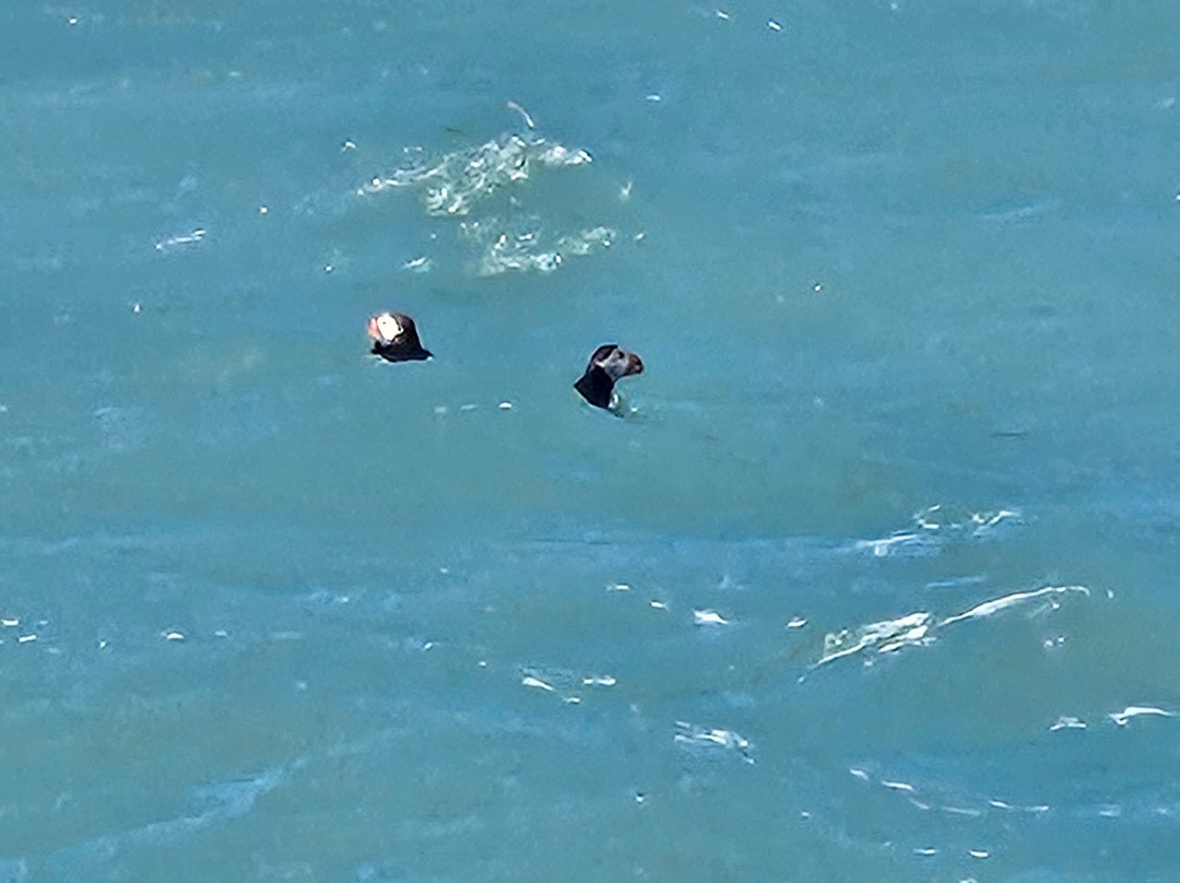 Pembrokeshire Islands Boat Trips-Skomer Island必去景点