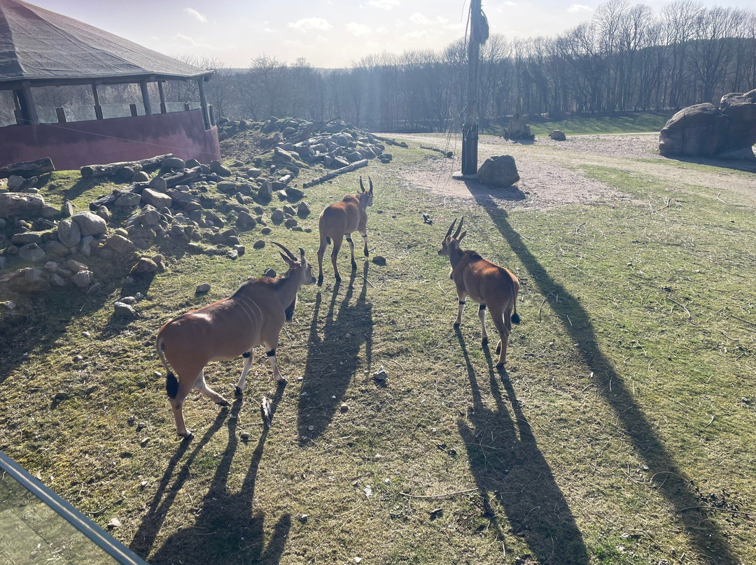 Ree Park Safari-埃伯尔措夫特必去景点