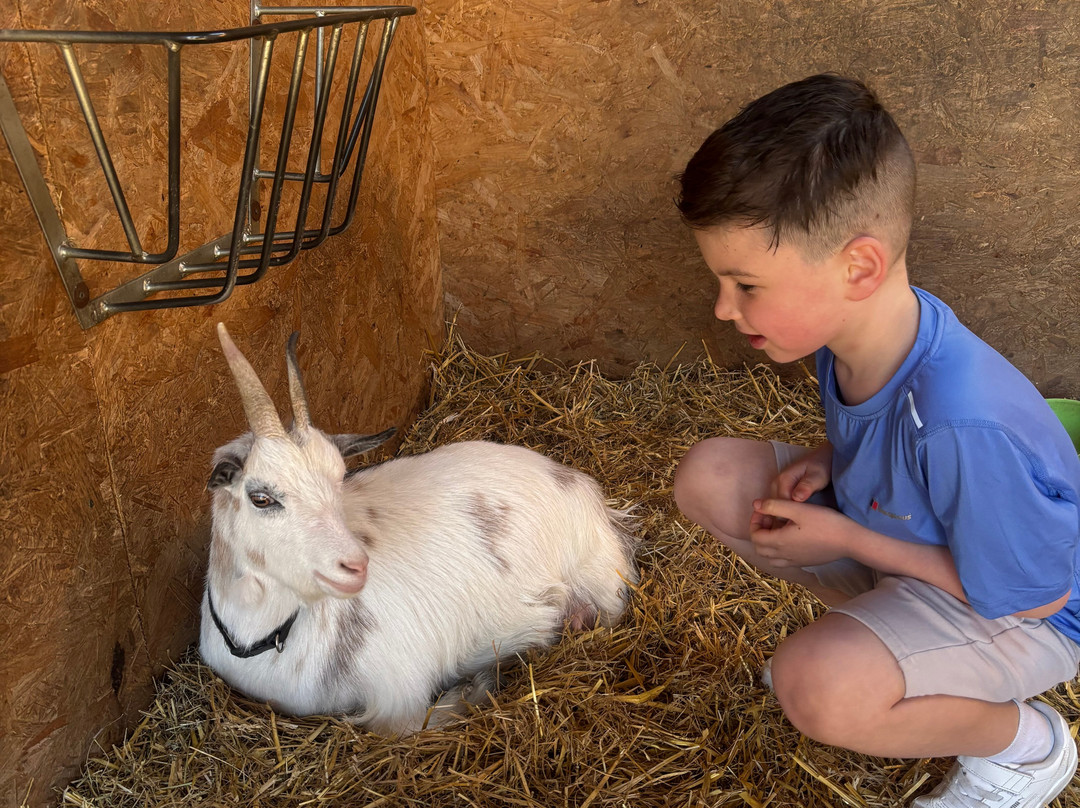 Meadowcroft Farm Alpacas-Bury必去景点